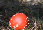 FLY AGARIC.JPG